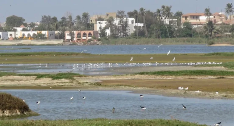 Technopole de Dakar : entre richesse écologique et urgences de préservation