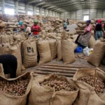 Anacarde au Sénégal : Un potentiel énorme à exploiter