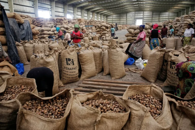 Anacarde au Sénégal : Un potentiel énorme à exploiter