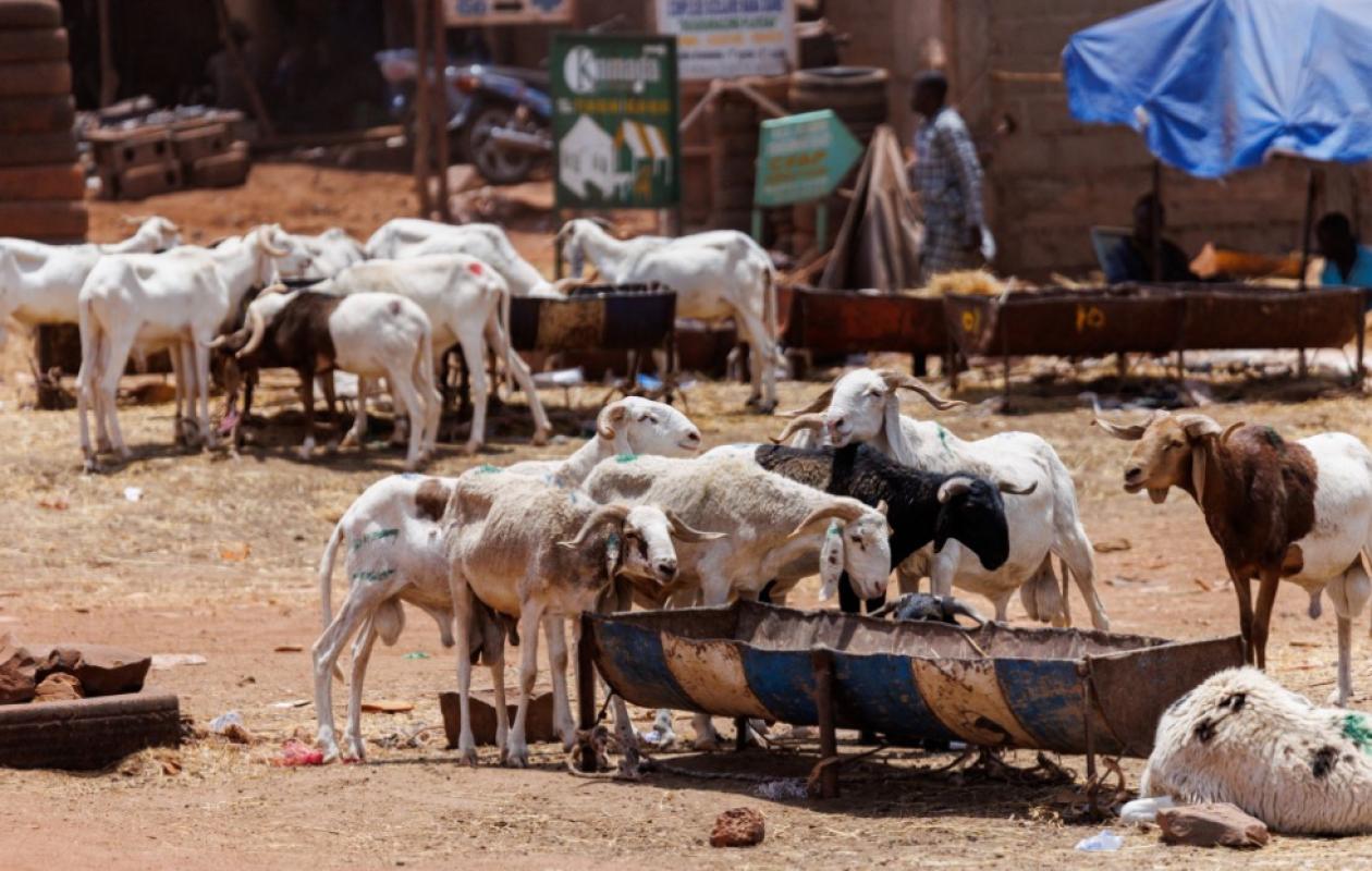 Moutons invendus : Pourquoi la Tabaski 2026 a tourné au fiasco pour les éleveurs